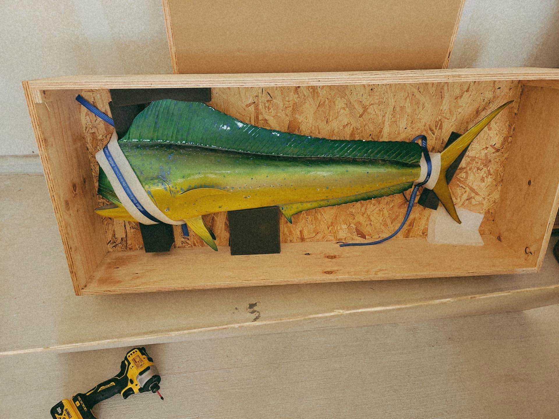 A mounted mahi-mahi held in foam blocking inside a crate